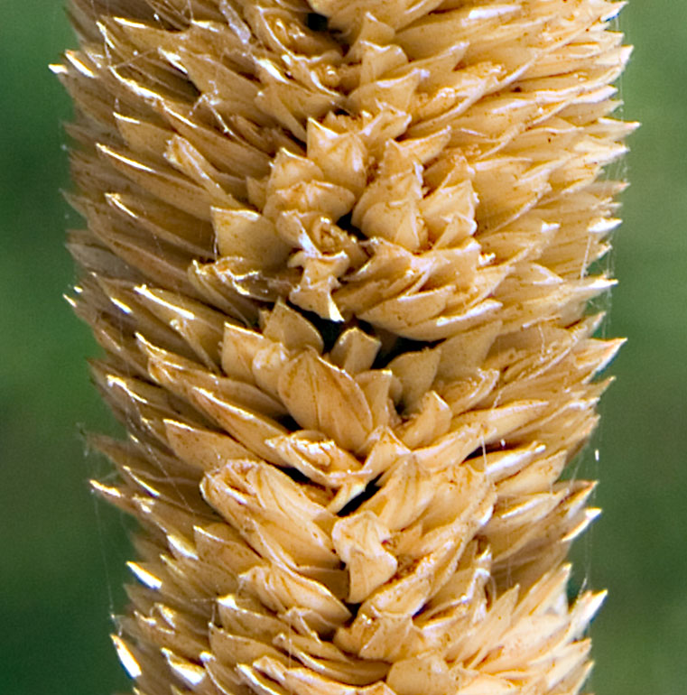 Phalaris coerulescens?